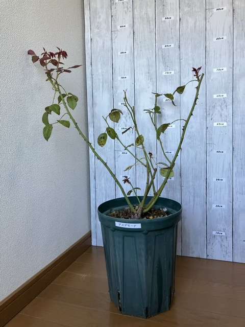 秋のデスデモーナ