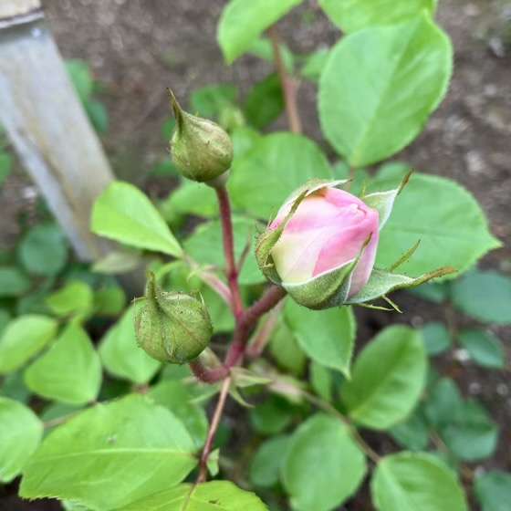 デスデモーナのつぼみ