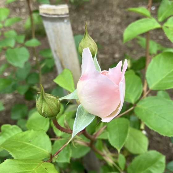 デスデモーナのつぼみ