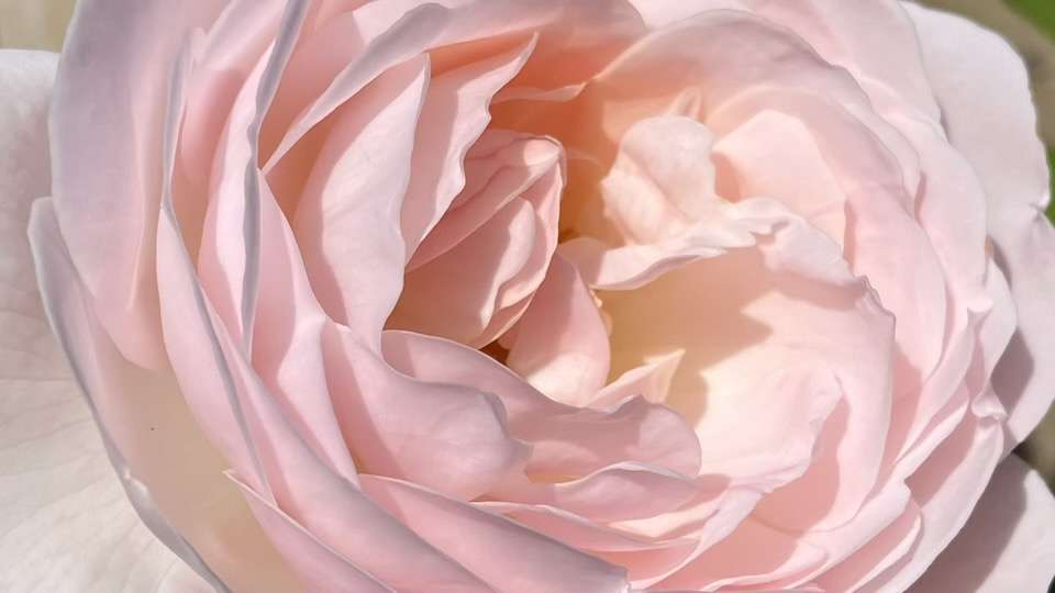 春のデスデモーナ