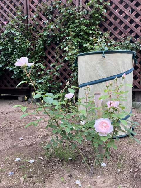 春のデスデモーナ