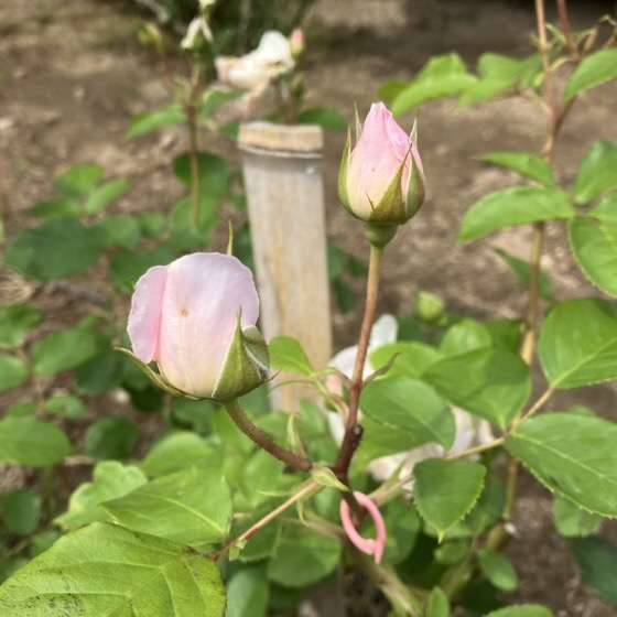 春のデスデモーナ