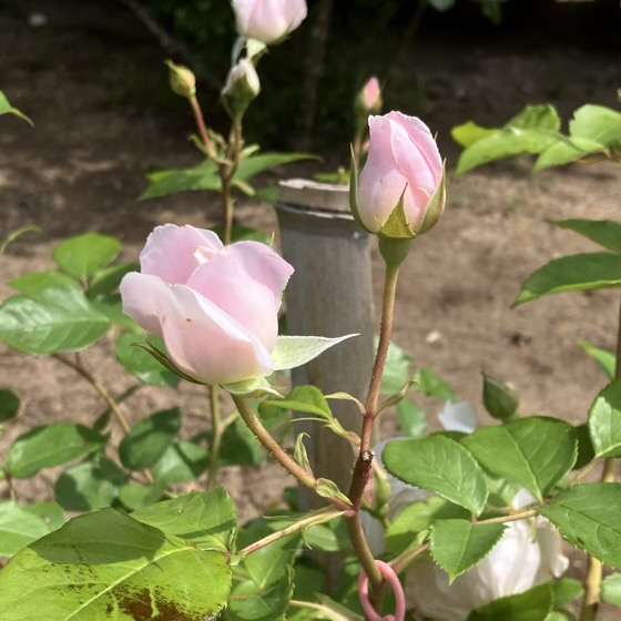 春のデスデモーナ