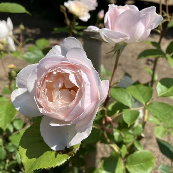 春のデスデモーナ