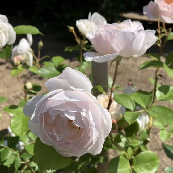 春のデスデモーナ