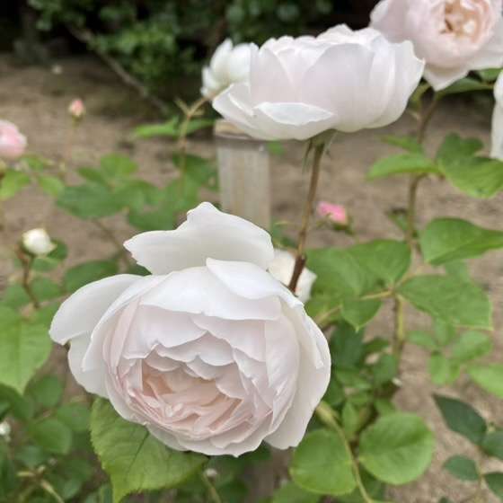 春のデスデモーナ