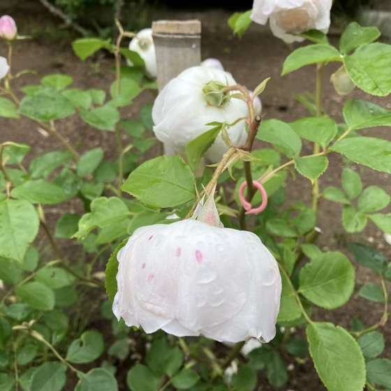 春のデスデモーナ