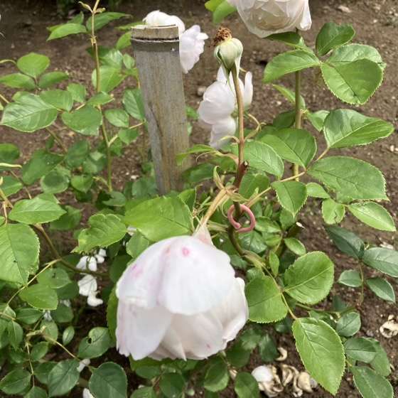 春のデスデモーナ