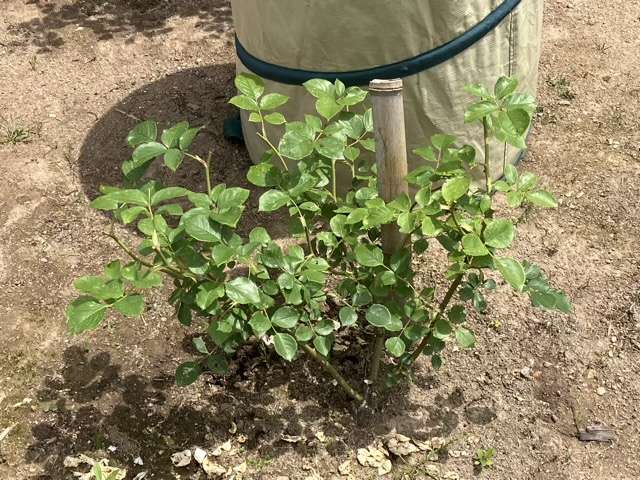 花後剪定後のデスデモーナ