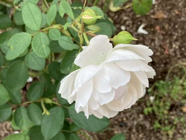 秋のデスデモーナ