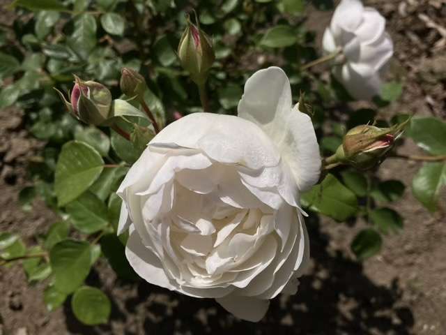 春のデスデモーナ