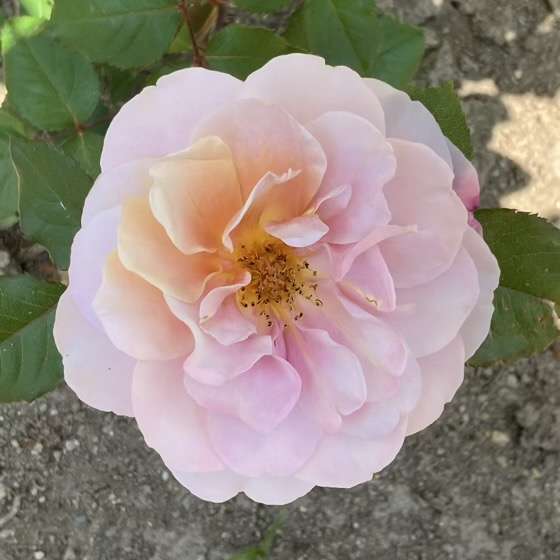 春のディスタントドラムス