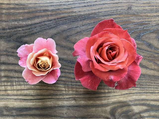 春のディスタントドラムスとブラックティー