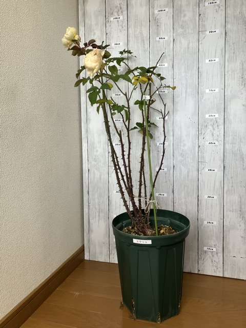 冬剪定前のエクリュ