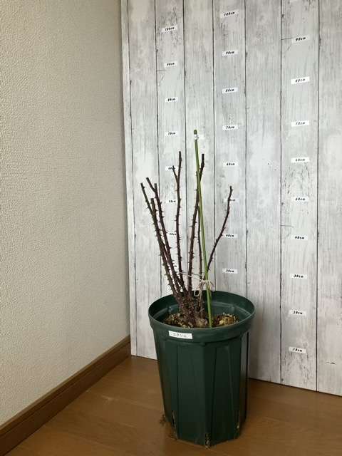 冬剪定後のエクリュ