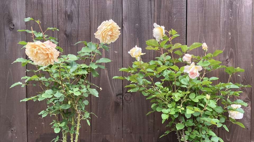 ベンウェザースタッフ(左)とエクリュ(右)の春の開花