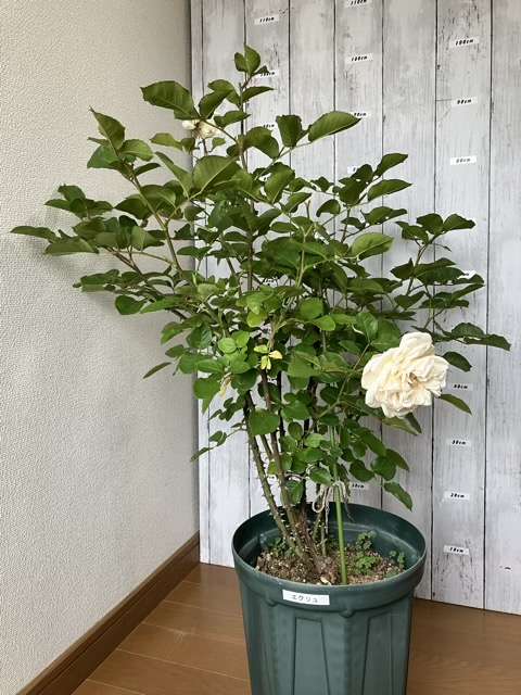 春の花後剪定前のエクリュ