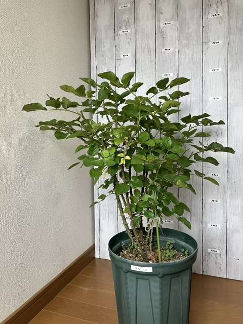 春の花後剪定後のエクリュ