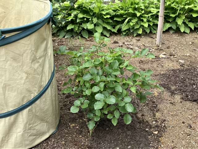 地植えにしたエクリュ