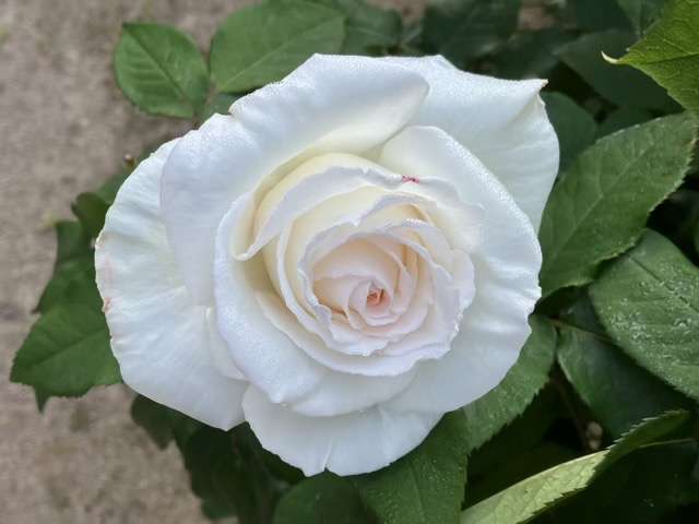春のエレーヌジュグラリス