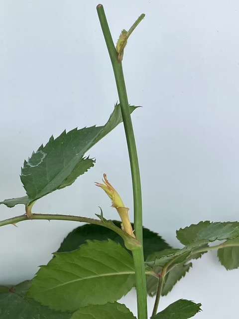 エリザベートの上の方のトゲ