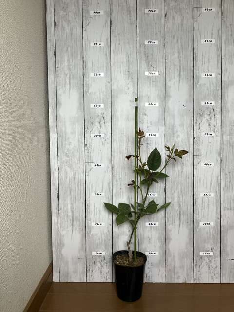 エリーゼの新苗