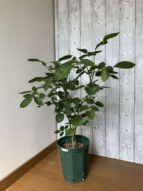６号鉢に鉢増しして約２か月後のエリーゼ