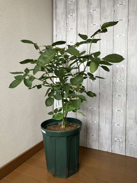 ８号ロングスリット鉢に鉢増し後のエリーゼ