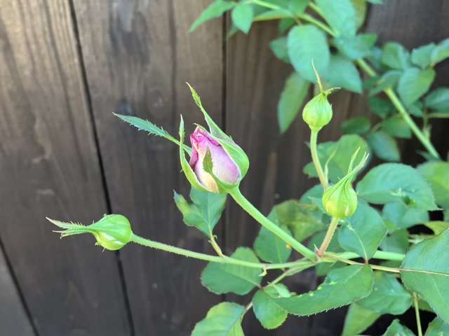 秋のエリーゼのつぼみ