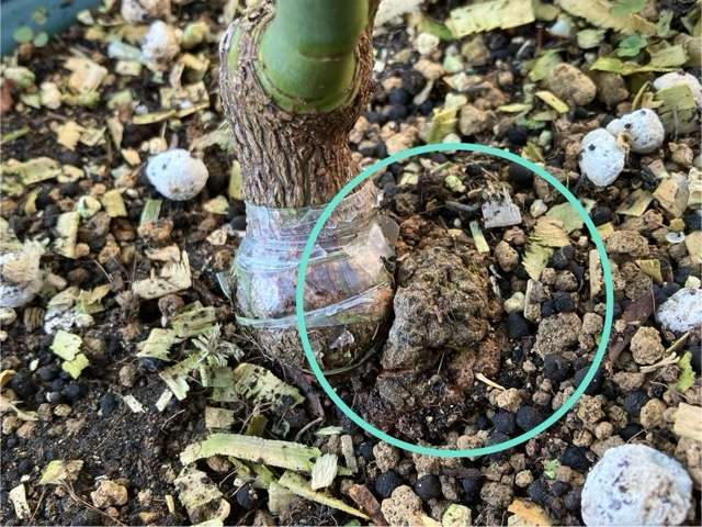 エリーゼのコブ