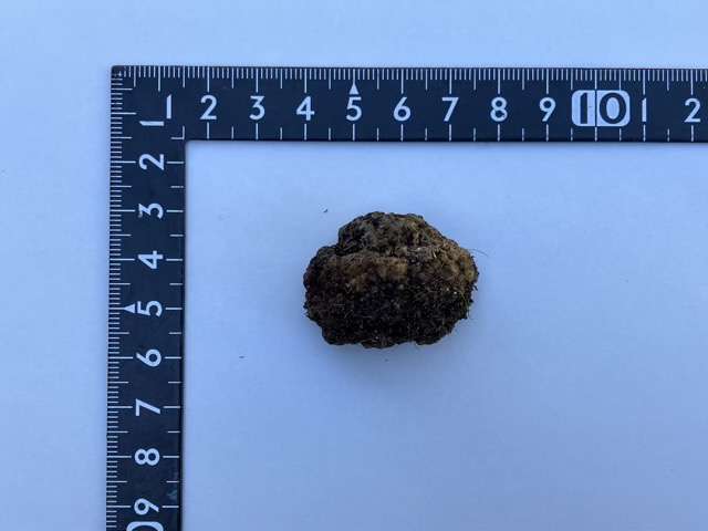 エリーゼのコブ