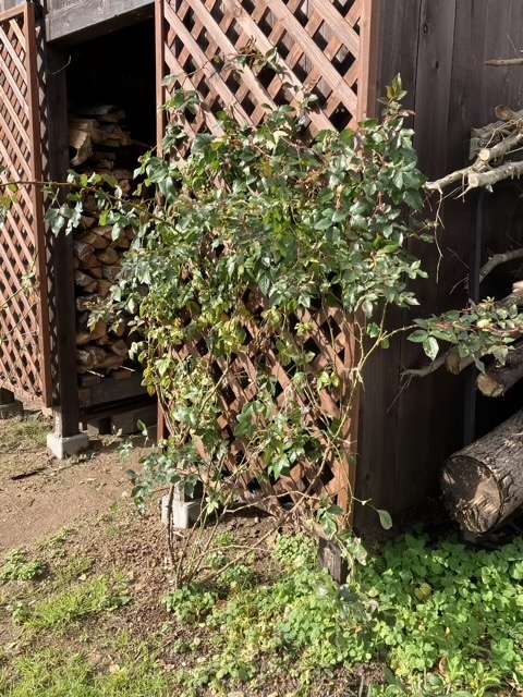 誘引前の剪定前のフランシスバーネット