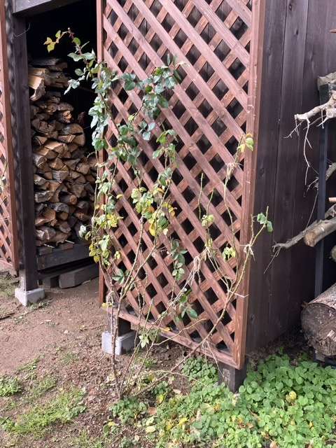 誘引前の剪定後のフランシスバーネット