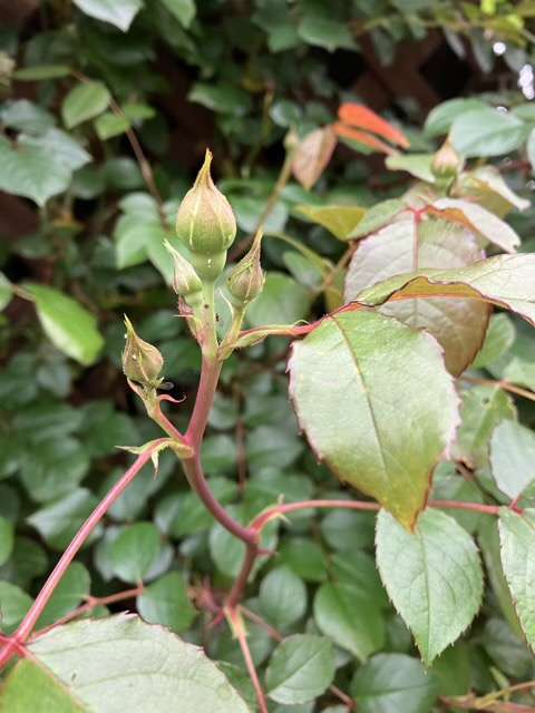 フランシスバーネットのつぼみ