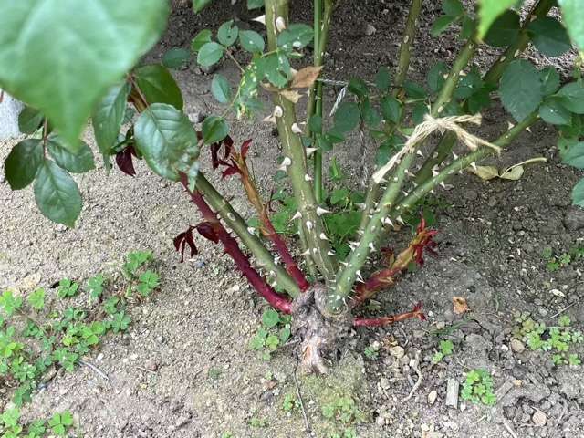 フランシスバーネットのベーサルシュート