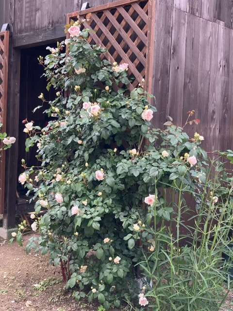 春のフランシスバーネット