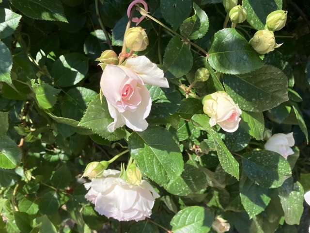 春のフランシスバーネット