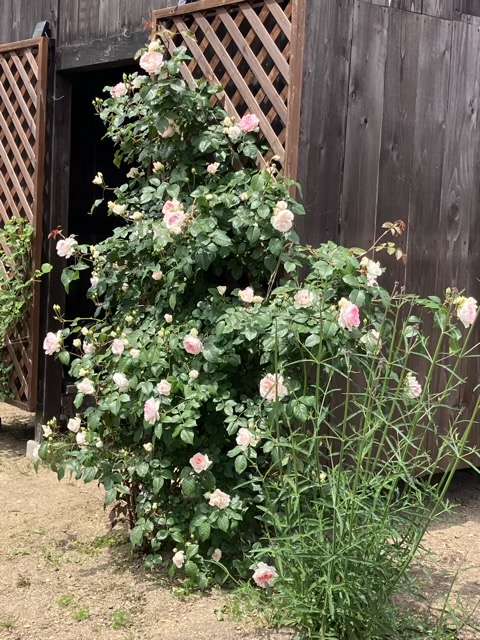 春のフランシスバーネット