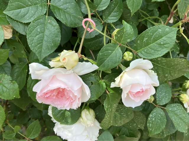 春のフランシスバーネット