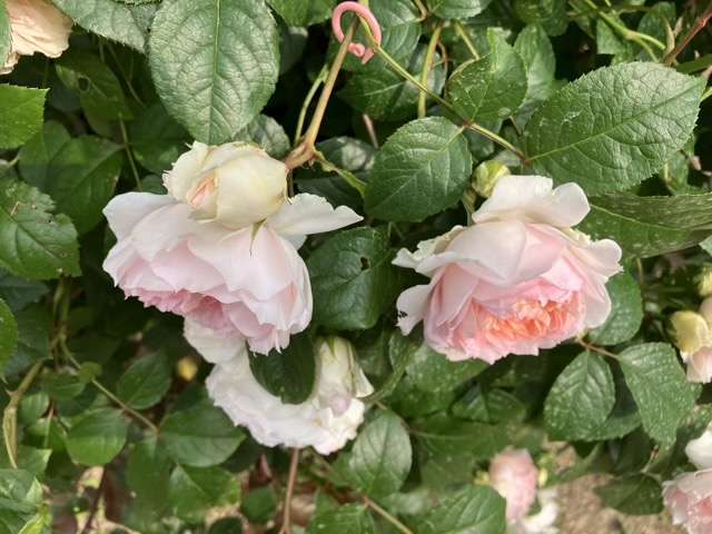 春のフランシスバーネット