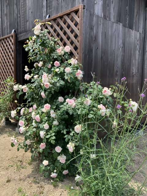 春のフランシスバーネット