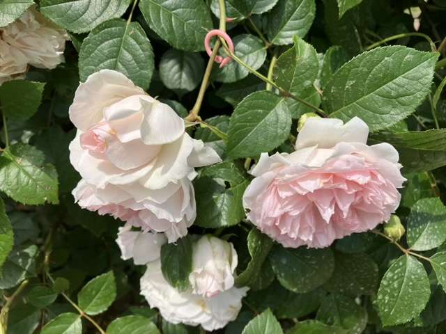 春のフランシスバーネット