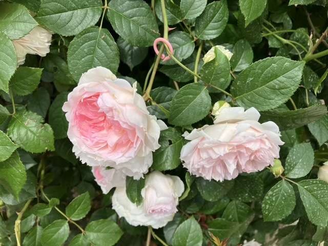 春のフランシスバーネット