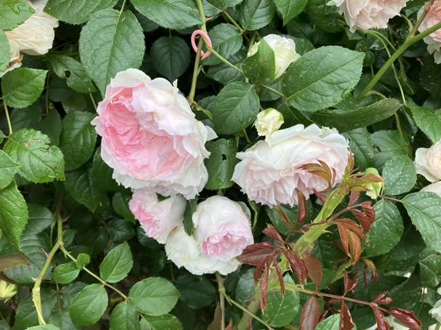 春のフランシスバーネット