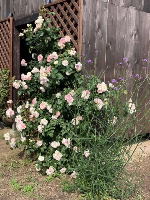 春のフランシスバーネット