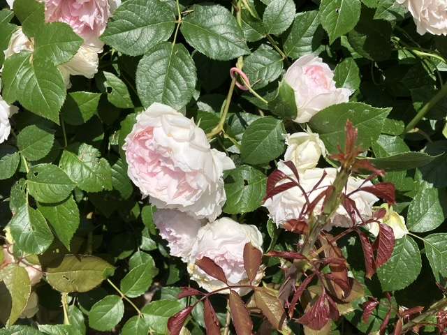 春のフランシスバーネット