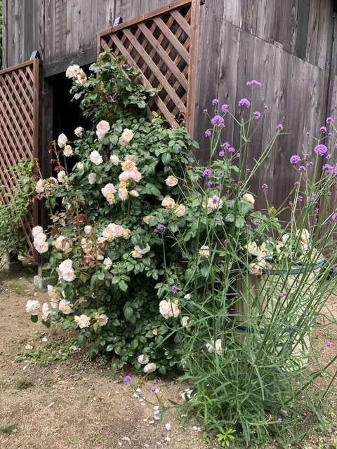 花後剪定前のフランシスバーネット