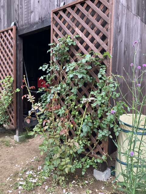 花後剪定後のフランシスバーネット