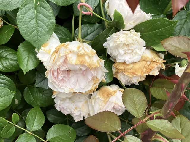 春のフランシスバーネット