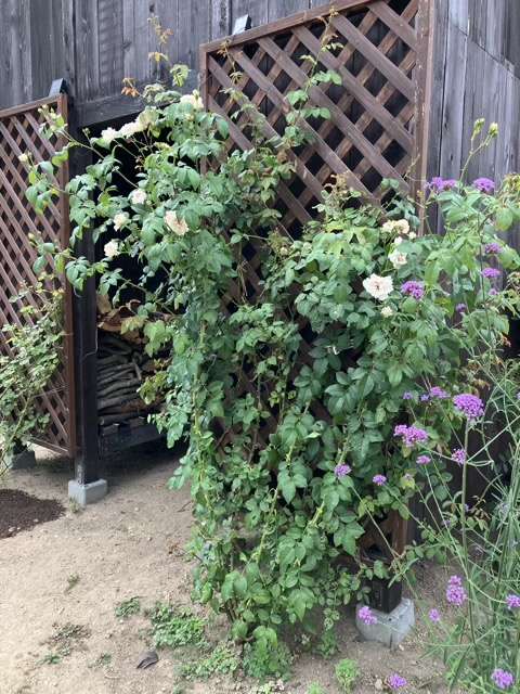 夏のフランシスバーネット